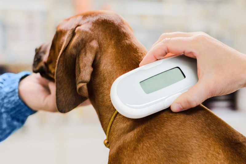 Microchipping Dog having its microchip checked.