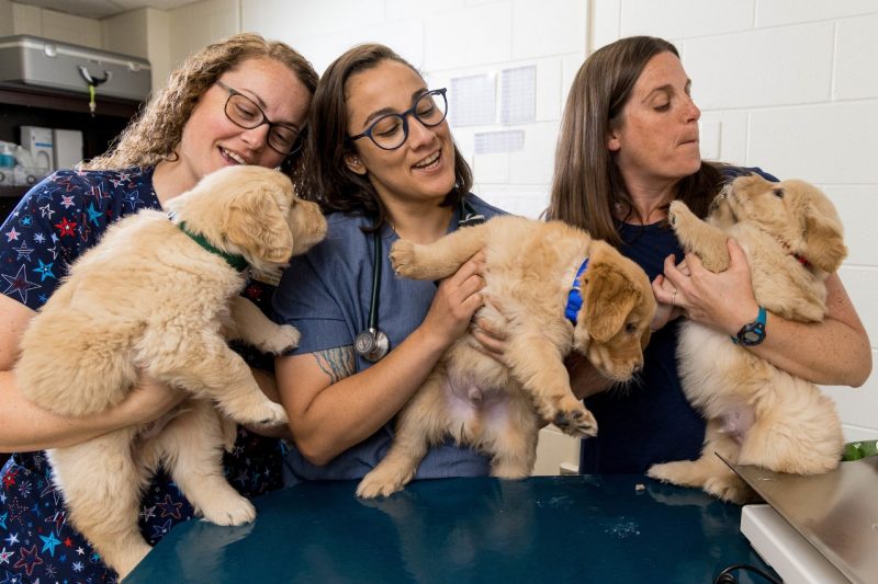 Three people holding golden retriever puppies.