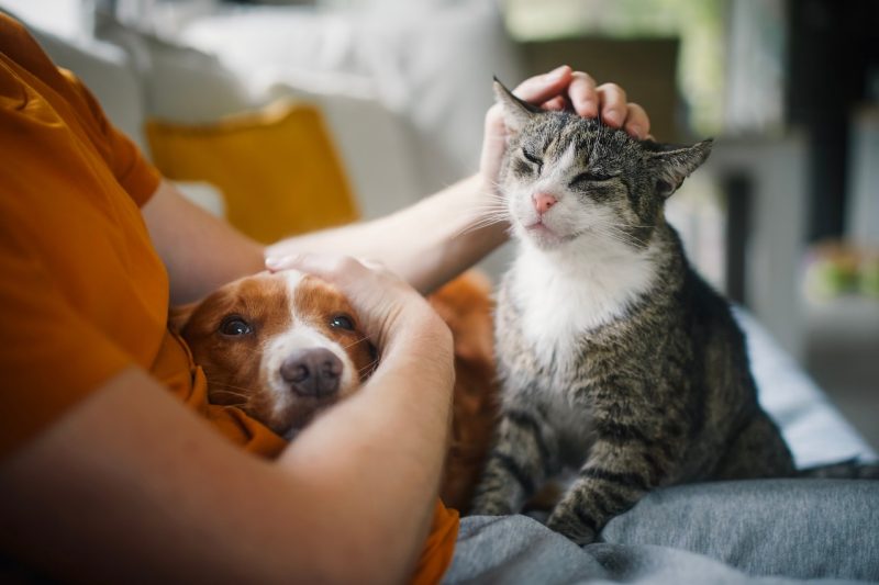 Pet Language A dog (at left) and a cat (at right) sitting on a couch in their owner's (at left) lap while being pet.