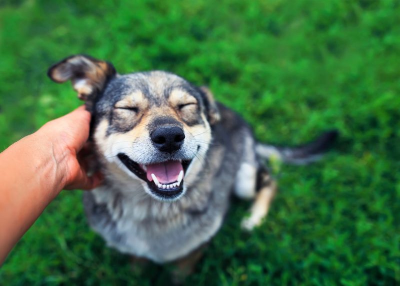 Pet Language A dog (at left) sitting outside on grass receiving scratches from a hand (at left). The dog has its eyes closed and is lightly panting.