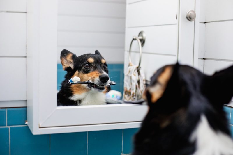 Min Dental Awareness Dog looking in a bathroom mirror with a tooth brush in their mouth.