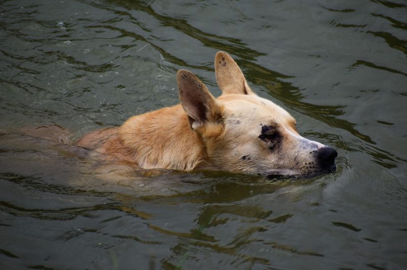 Dog Swimming Dog swimming in flood waters.