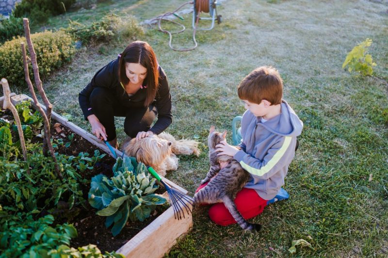 Designing a Garden for Pets A woman and her child with their dog and cat working in their vegetable garden