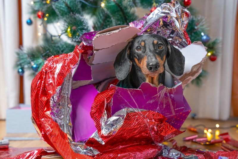Dachshund under a Christmas tree sitting in torn boxes and wrapping paper. A dachshund sitting under a Christmas tree inside of a torn up box and wrapping paper.