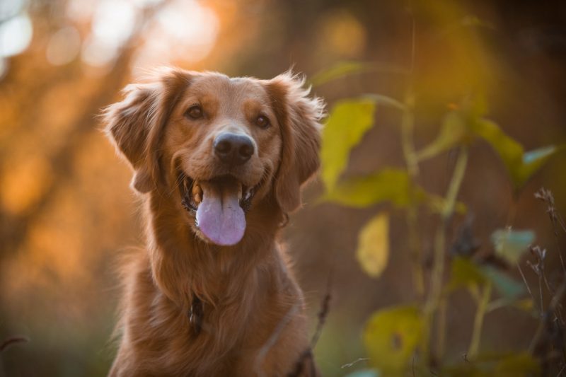 Golden retriever panting.