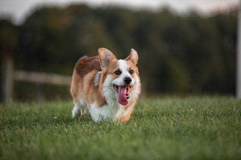 Corgi running through grass with their tongue out.