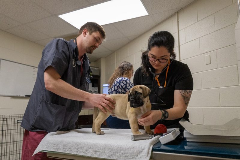 Allergies A litter of thirteen mastiff puppies visited the therio team at the Veterinary Teaching Hospital to get puppy exams and vaccinations.