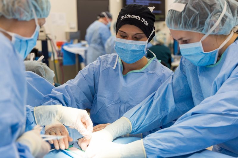 Cat spay process in spay lab