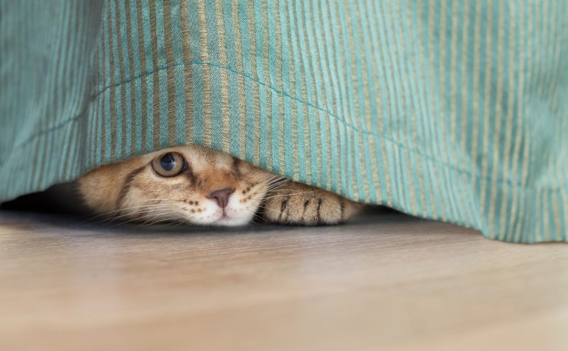 Cat Under Curtain Cat looking out from a curtain.