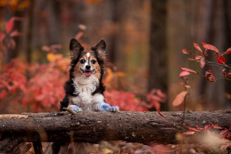 Senior Pet Dog in the woods during the fall.