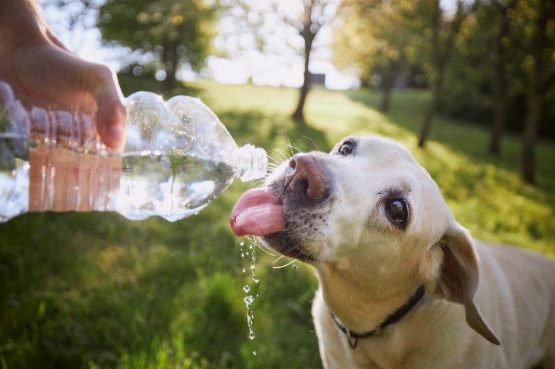 Summer Pet Safety A yellow lab (at right) drinking water from a water bottle in a field of grass
