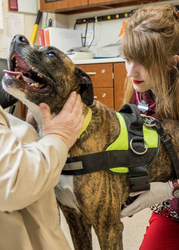 Dog being examined in a veterinary hospital.