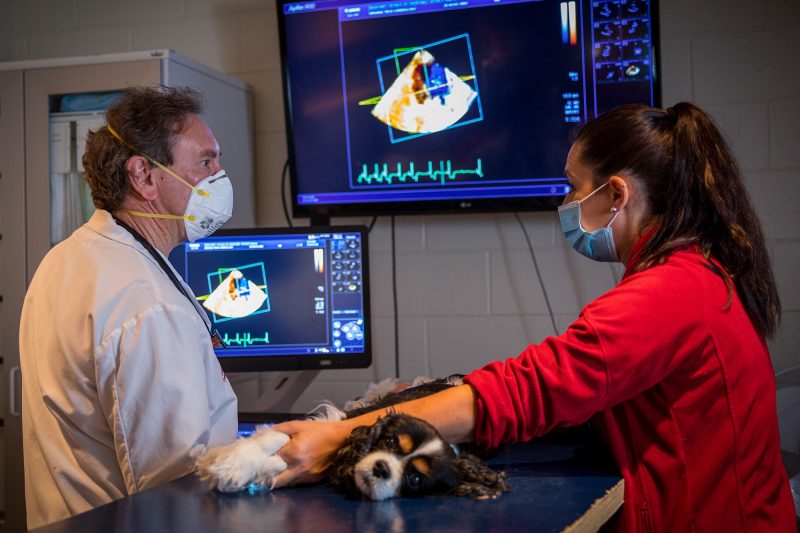 Dr. Michele Borgarelli preforming a cardiac ultrasound