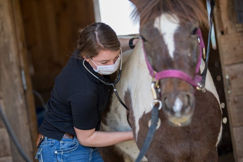 DVM student listening to a horses heart
