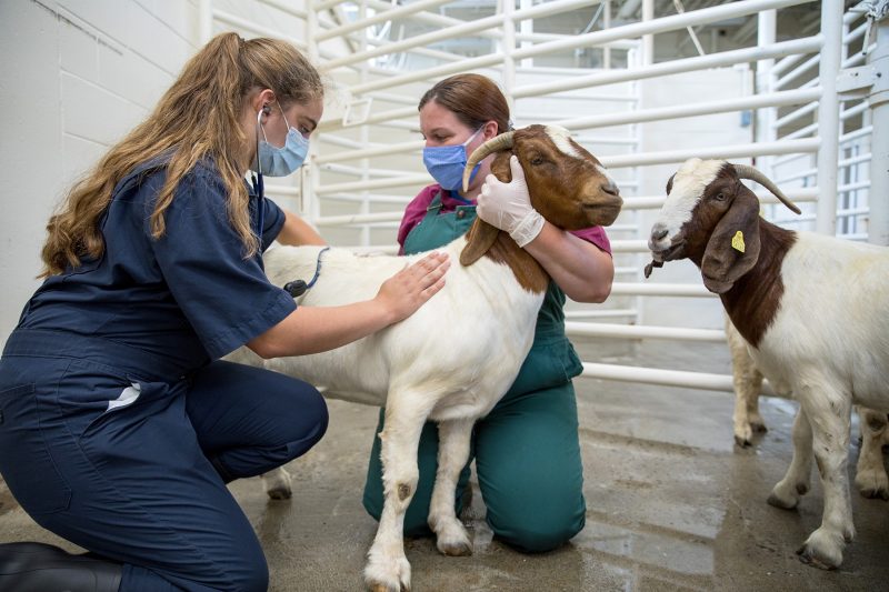 Goat exam with DVM student and Dr. Stewart