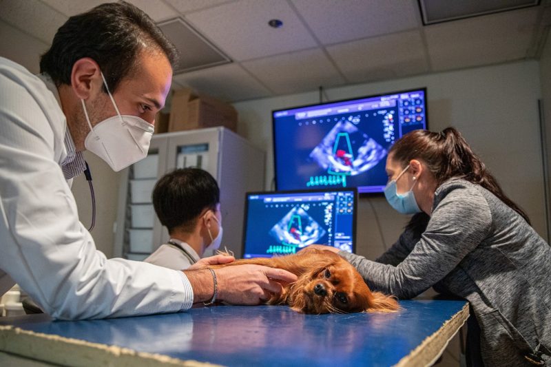 Cardiology service performing an ultrasound on a Cavalier King Charles Spaniel 