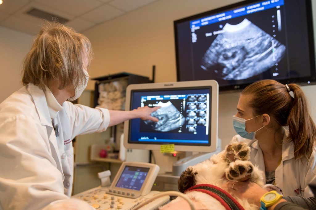 Diagnostic Imaging Inpatient Veterinary Teaching Hospital Virginia Tech