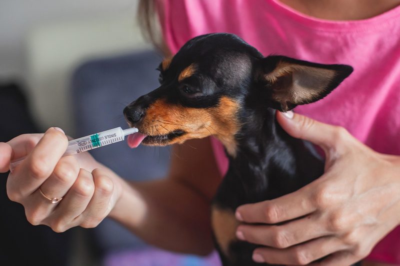Dog receiving oral medication