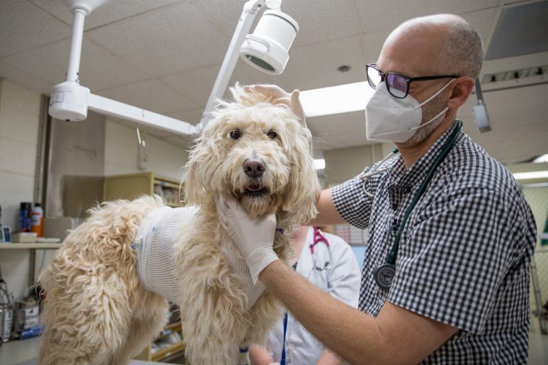 Small Animal Internal Medicine | Veterinary Teaching Hospital | Virginia  Tech