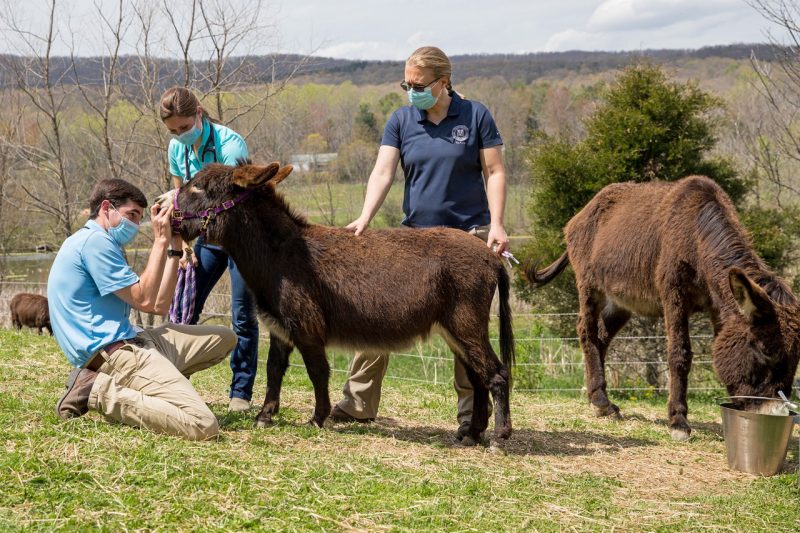 Dr. Funk and two DVM students examining a donkey