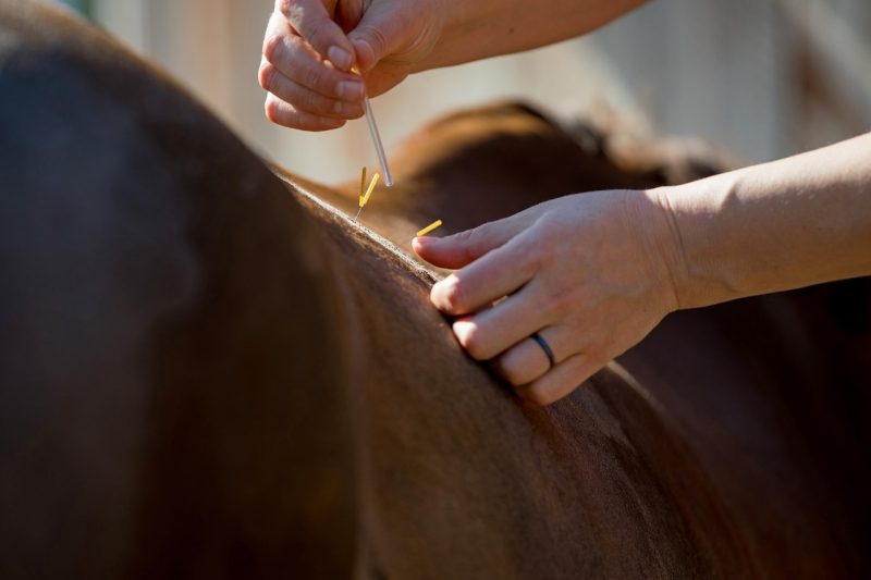 Acupuncture needles on a horse