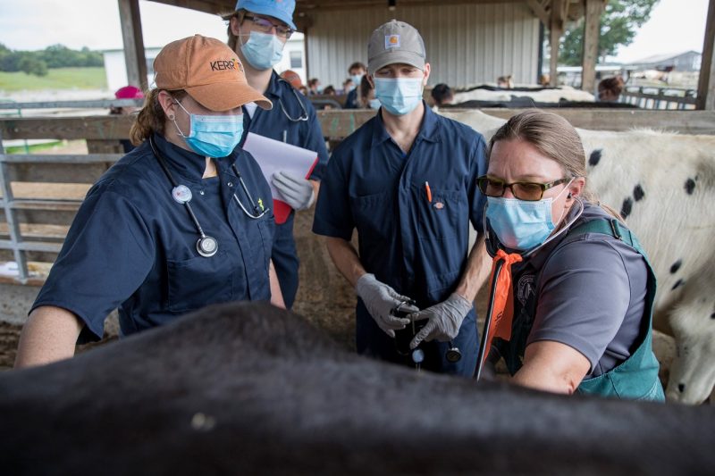 Farm Animal Services: On-Farm and In-Hospital | Veterinary Teaching Hospital  | Virginia Tech